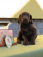 /album/fotogalerie-vrh-z/5-fena-hneda-1-jpg1/